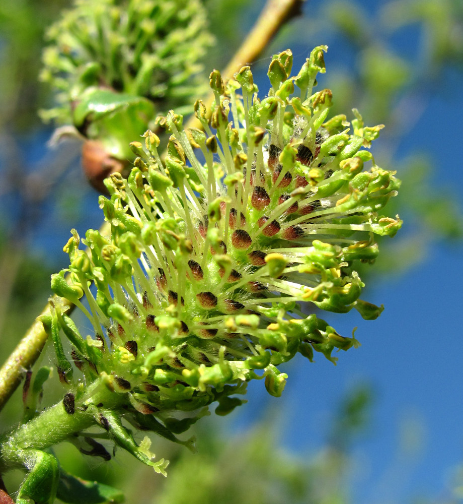 Image of Salix myrsinifolia specimen.