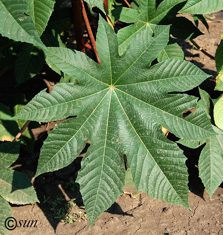 Image of Ricinus communis specimen.