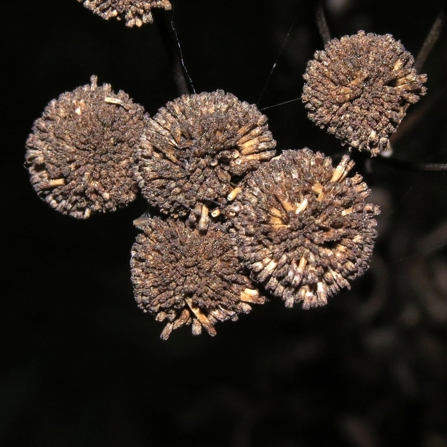 Image of Tanacetum vulgare specimen.