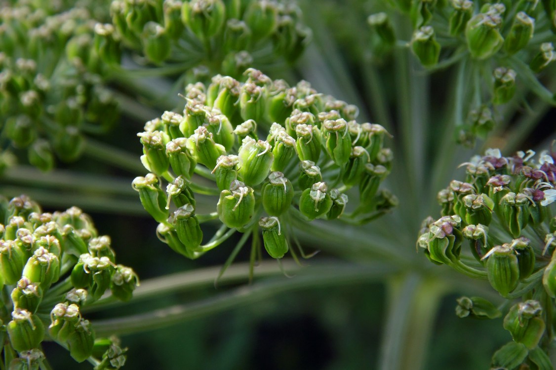 Image of Angelica sylvestris specimen.