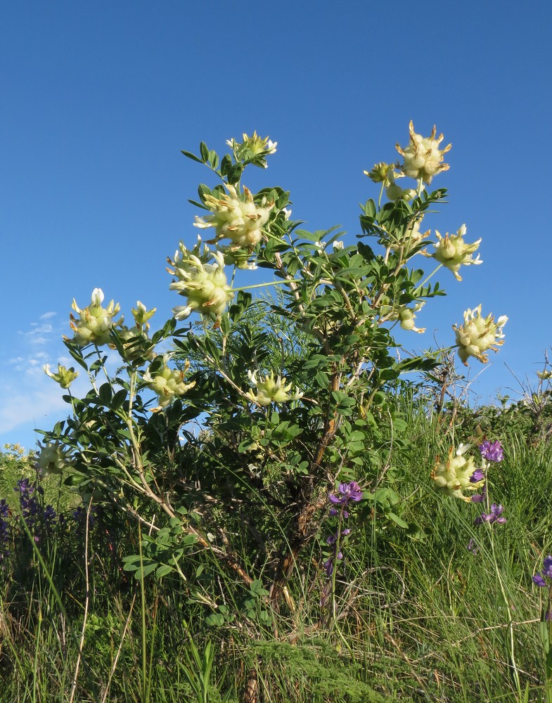 Изображение особи Astragalus xanthotrichos.