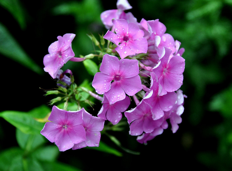 Image of Phlox paniculata specimen.