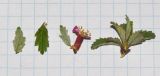 Cerasus prostrata. Побег, листья и цветок. Израиль, горный массив Хермон, склон северной экспозиции долины Гальгаль. 04.06.2015.