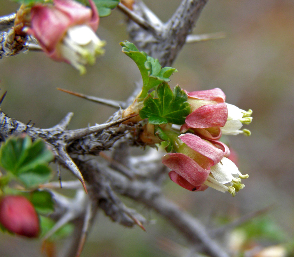 Изображение особи Grossularia acicularis.