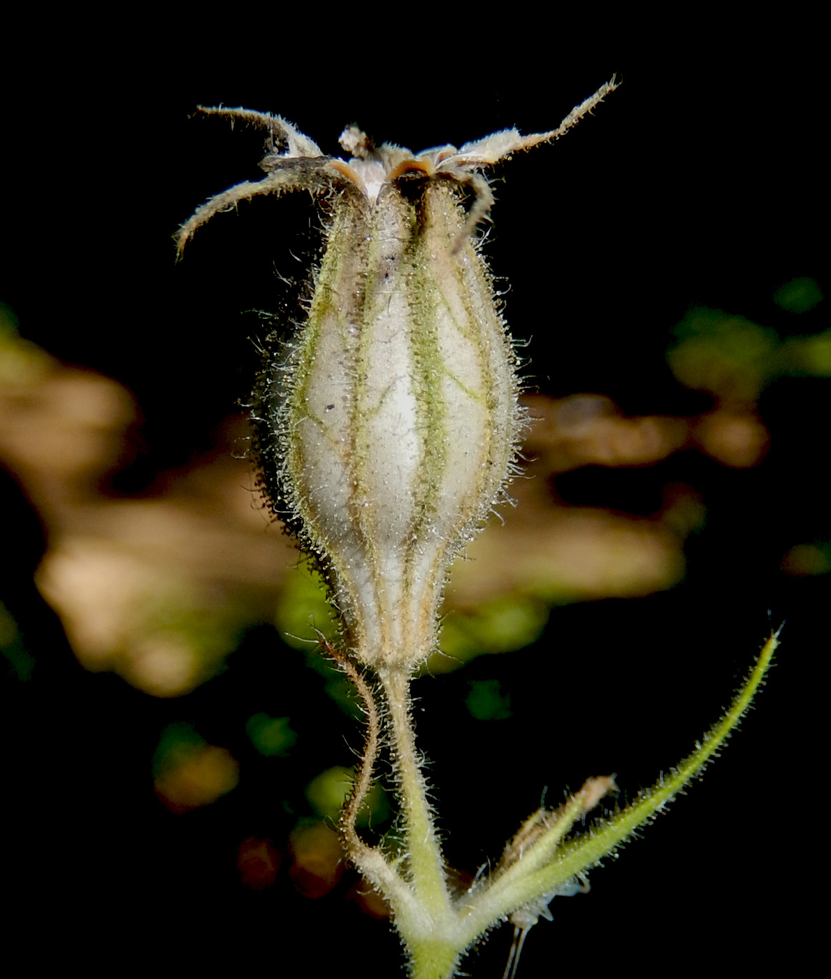 Image of Silene noctiflora specimen.