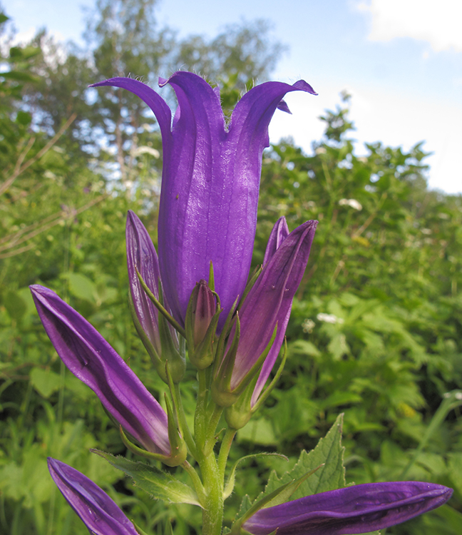 Image of Campanula latifolia specimen.