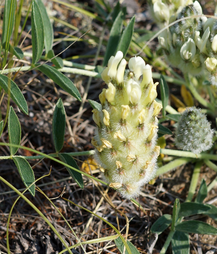 Image of Astragalus lupulinus specimen.