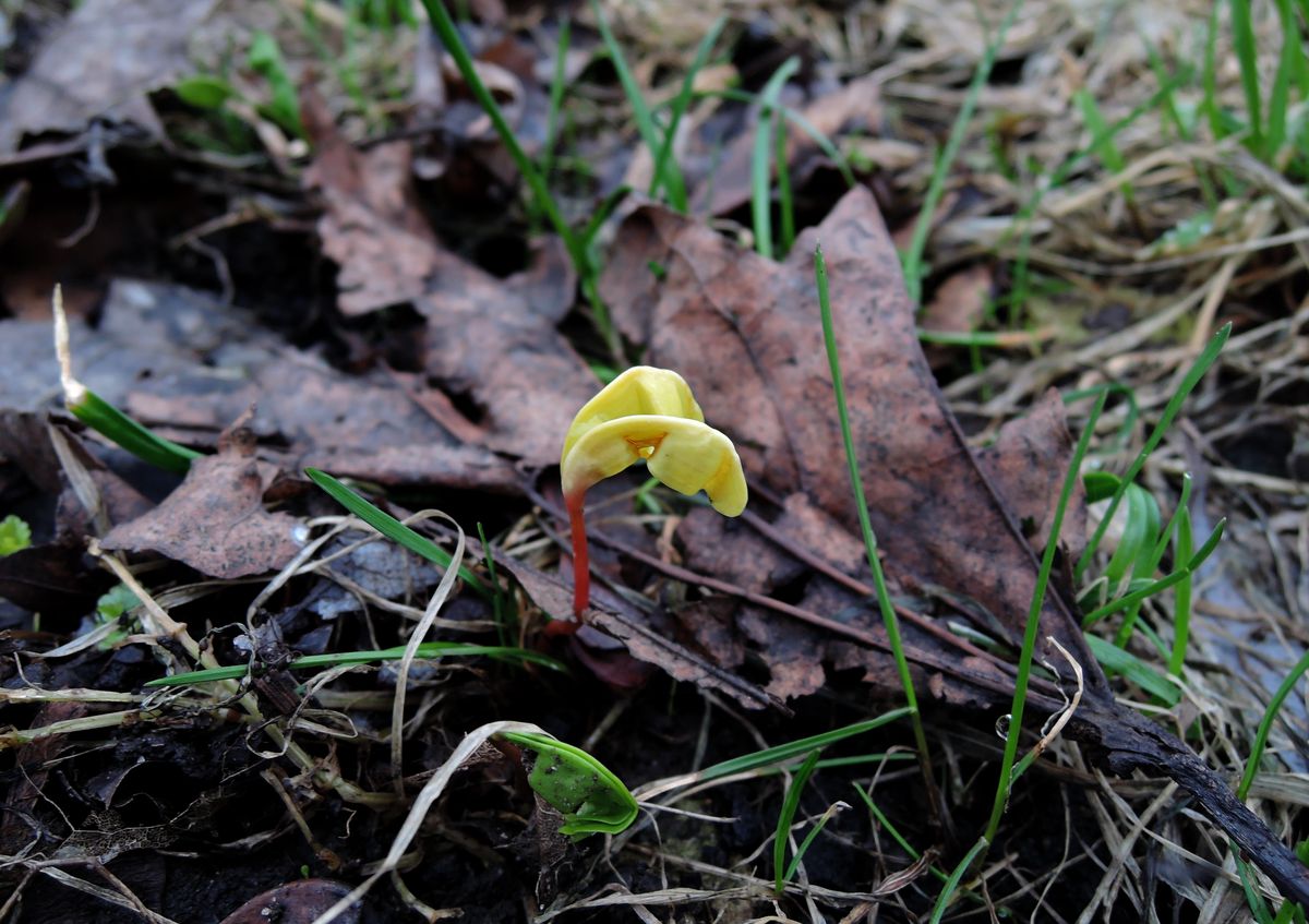 Image of Acer platanoides specimen.