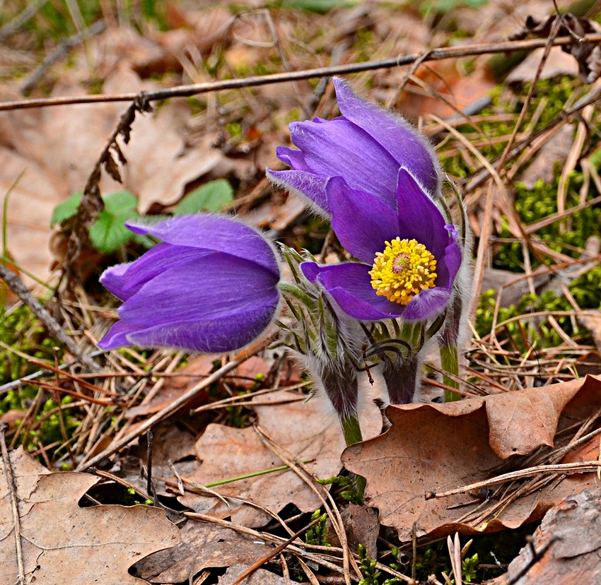 Image of Pulsatilla patens specimen.