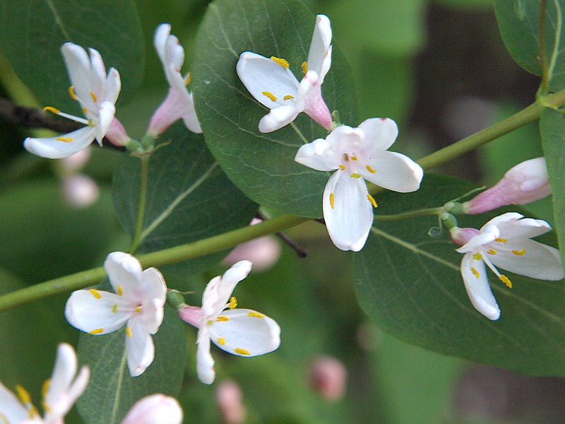 Image of Lonicera tatarica specimen.