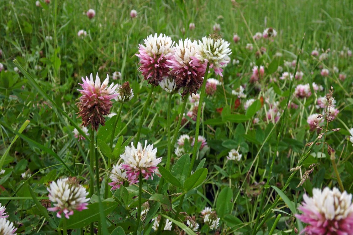 Image of Trifolium ambiguum specimen.