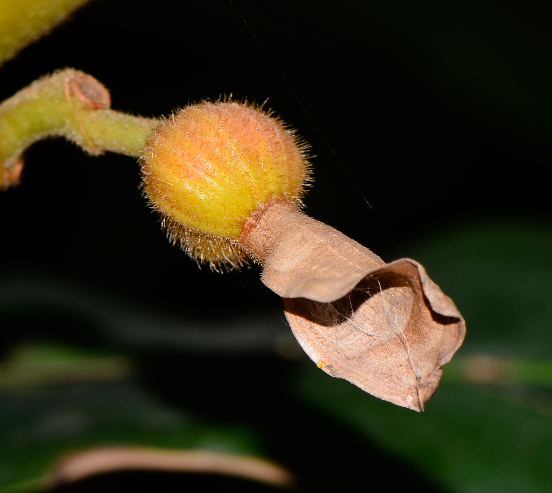 Image of Alpinia zerumbet specimen.