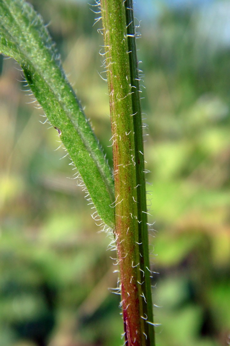 Image of Erigeron annuus specimen.