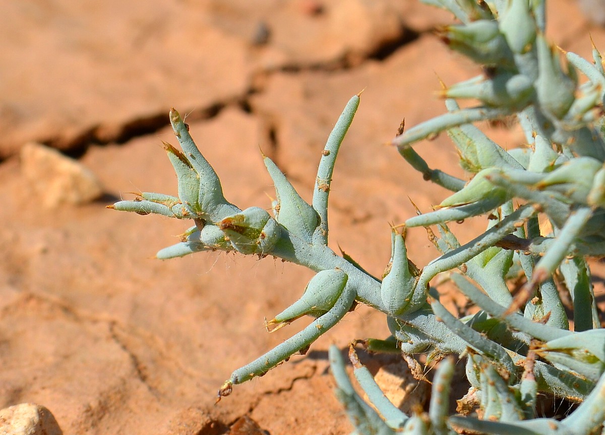 Image of Halimocnemis sclerosperma specimen.