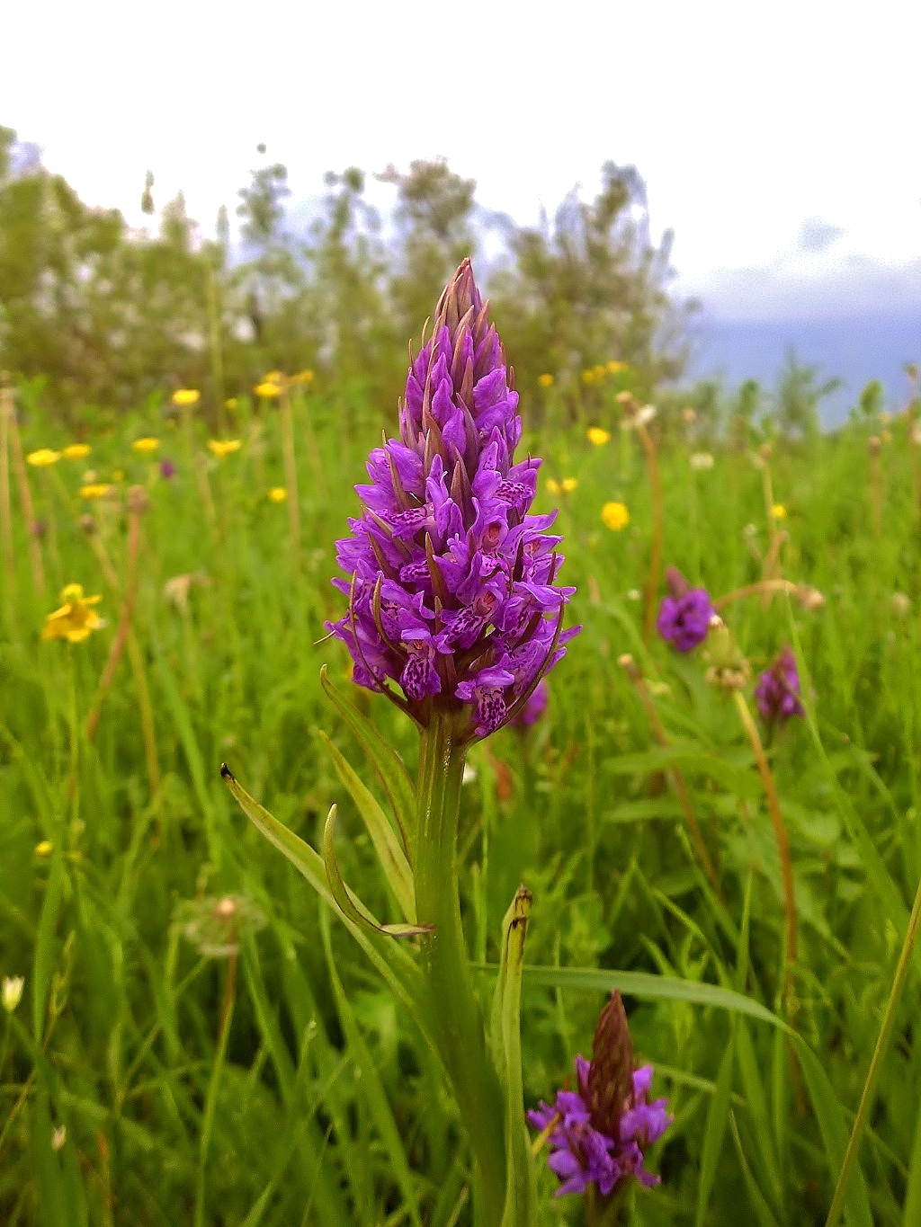 Image of Dactylorhiza incarnata specimen.