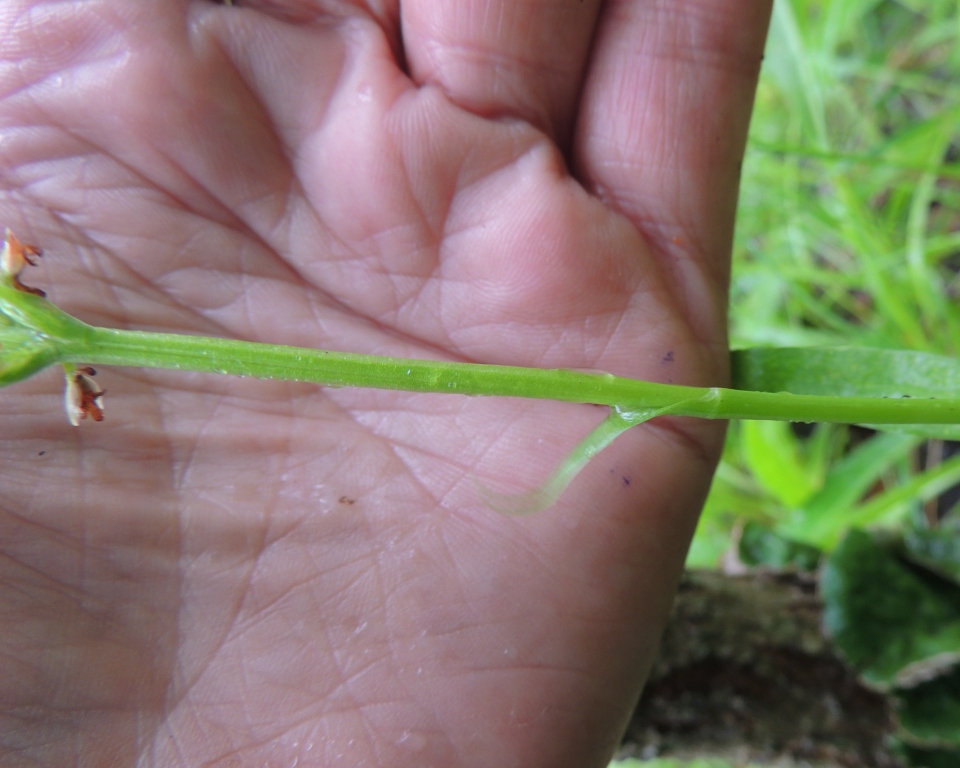 Image of Pseudorchis albida specimen.