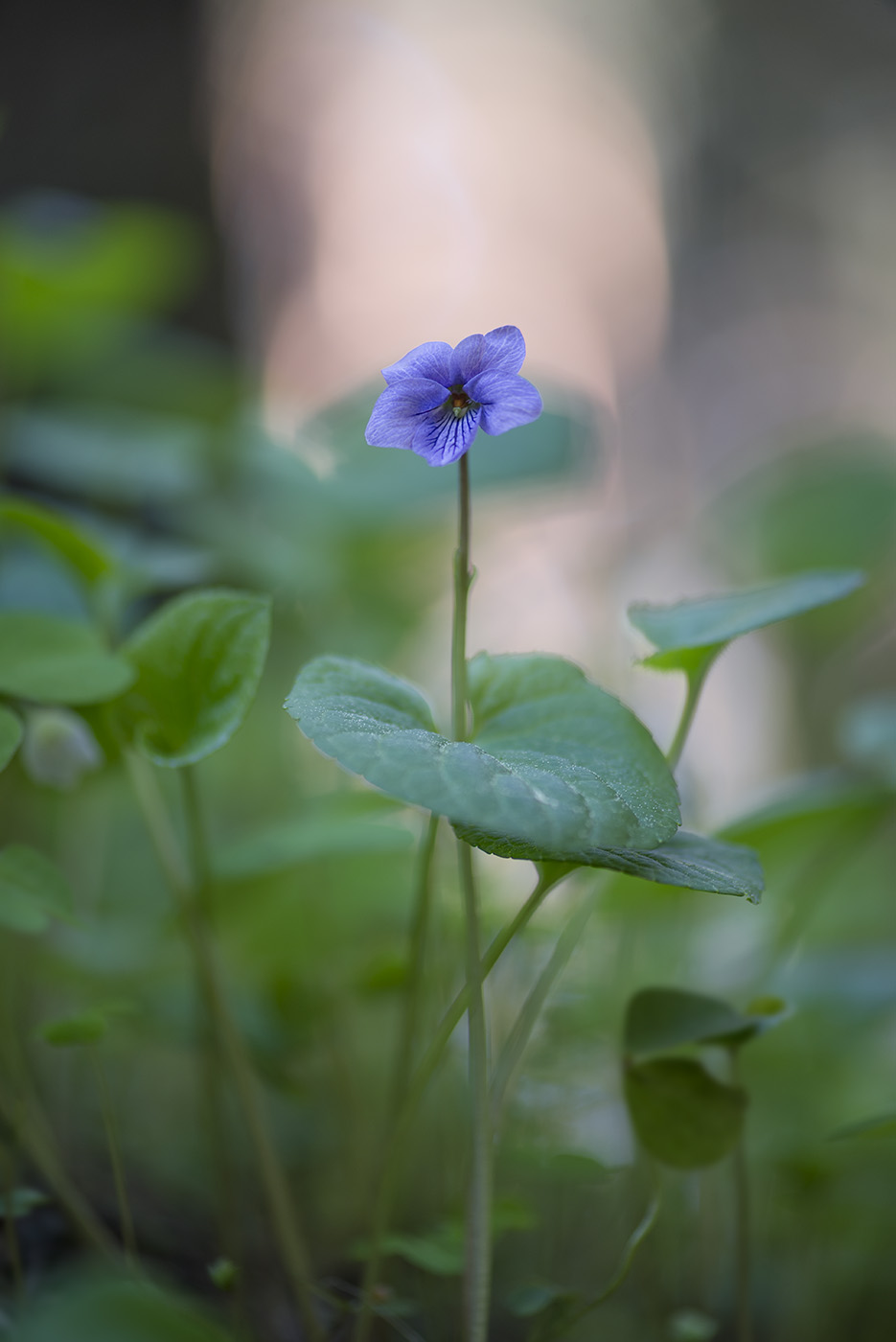 Изображение особи Viola epipsila.