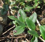 Thymus nummularius