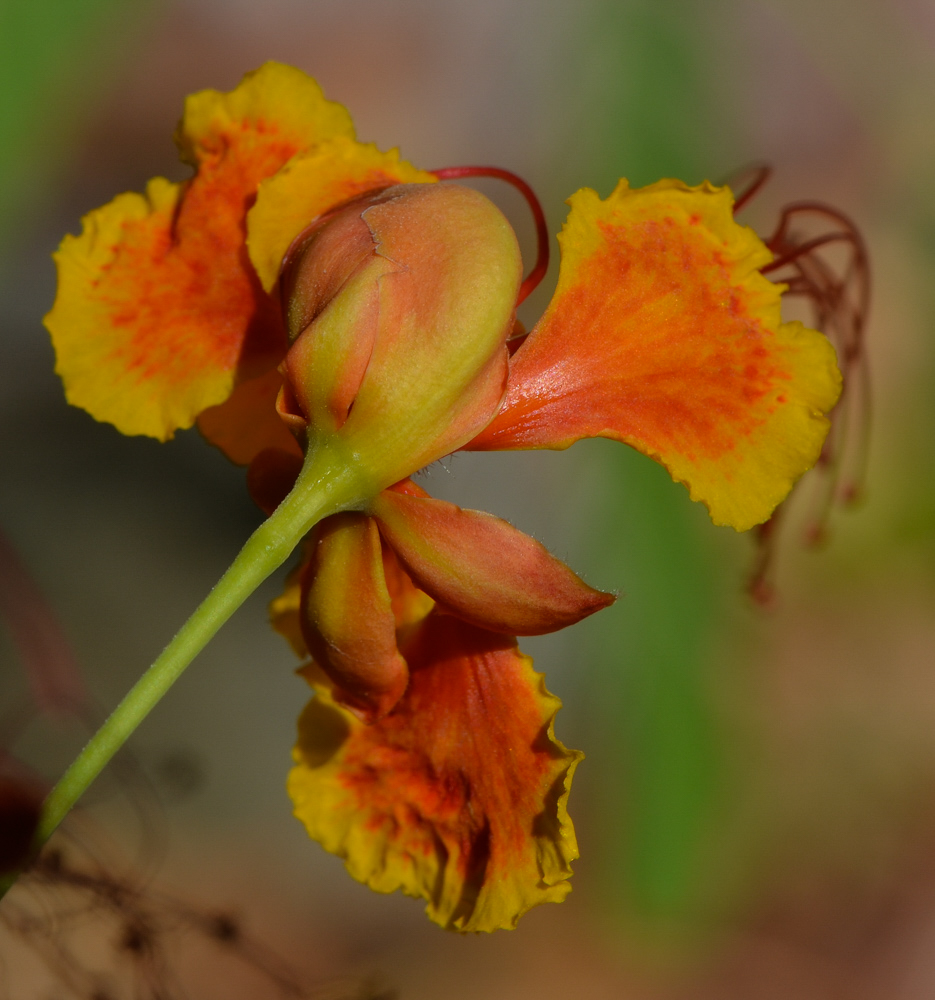 Image of Caesalpinia pulcherrima specimen.