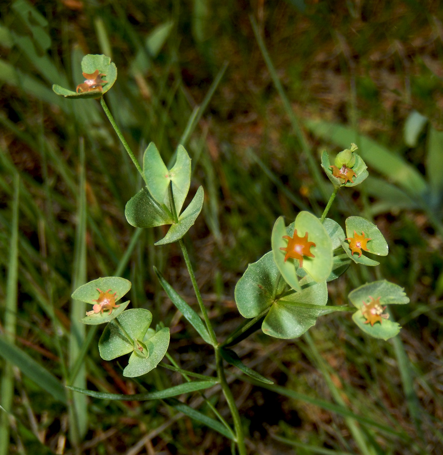 Image of Euphorbia leptocaula specimen.