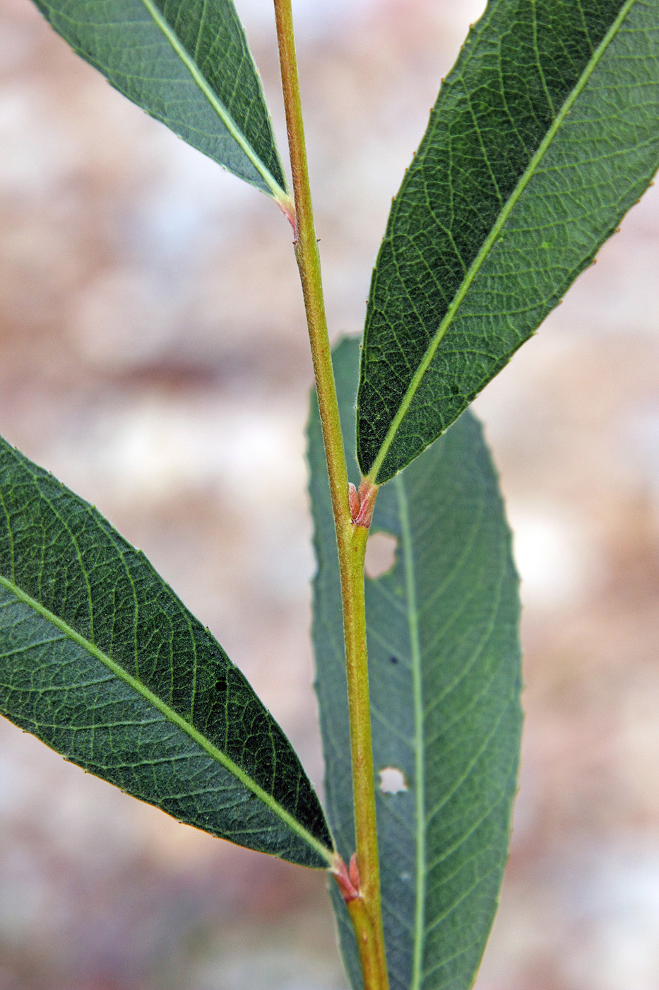 Image of Salix olgae specimen.