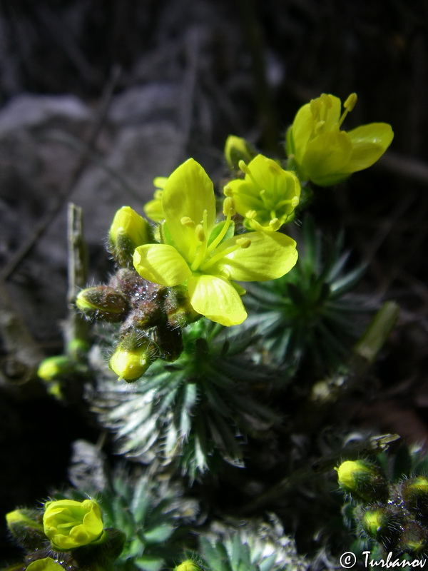 Image of Draba cuspidata specimen.