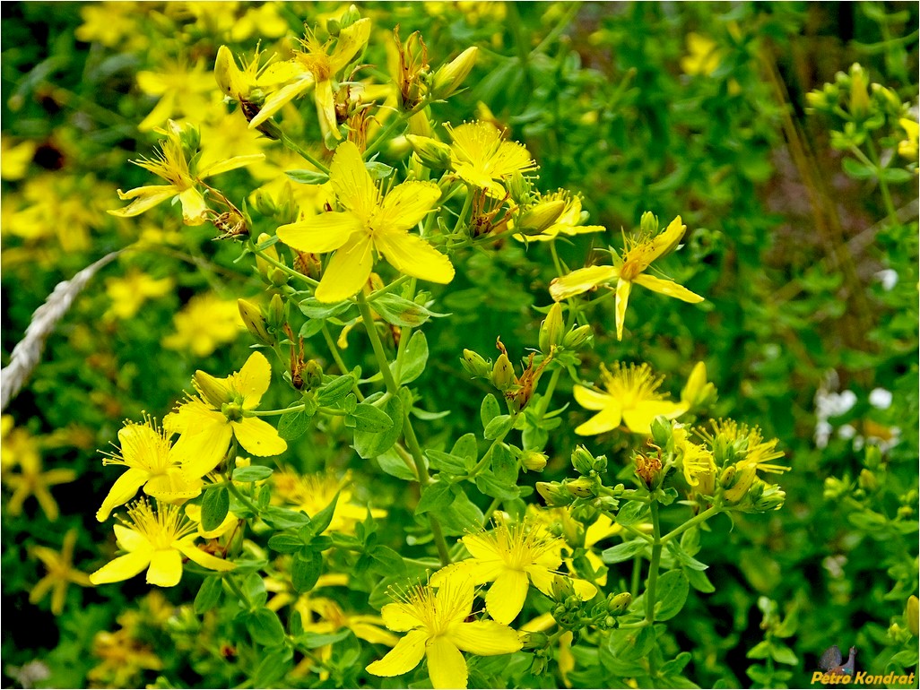 Изображение особи Hypericum perforatum.