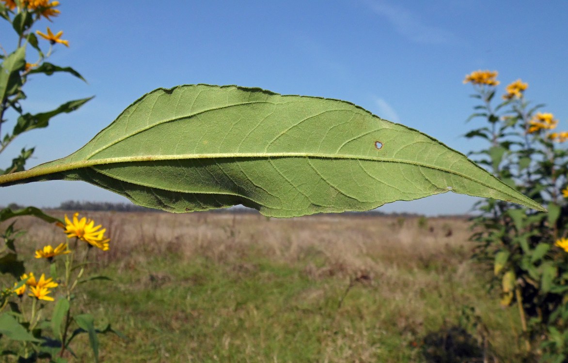 Изображение особи Helianthus tuberosus.