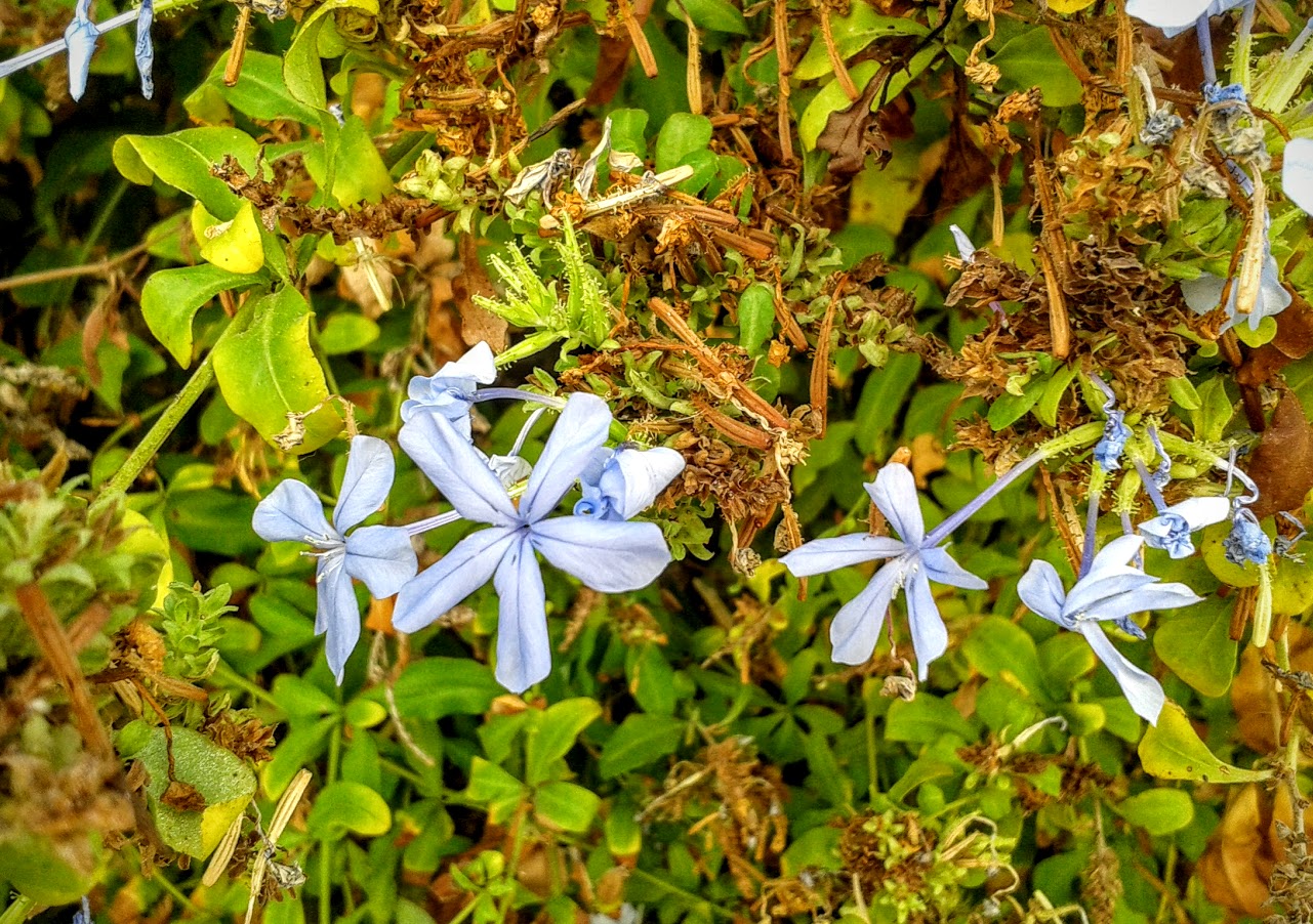 Image of Plumbago auriculata specimen.