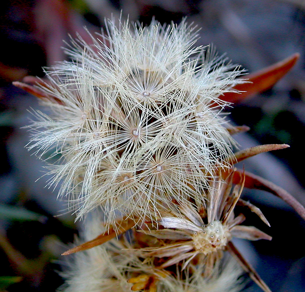 Image of Galatella pontica specimen.