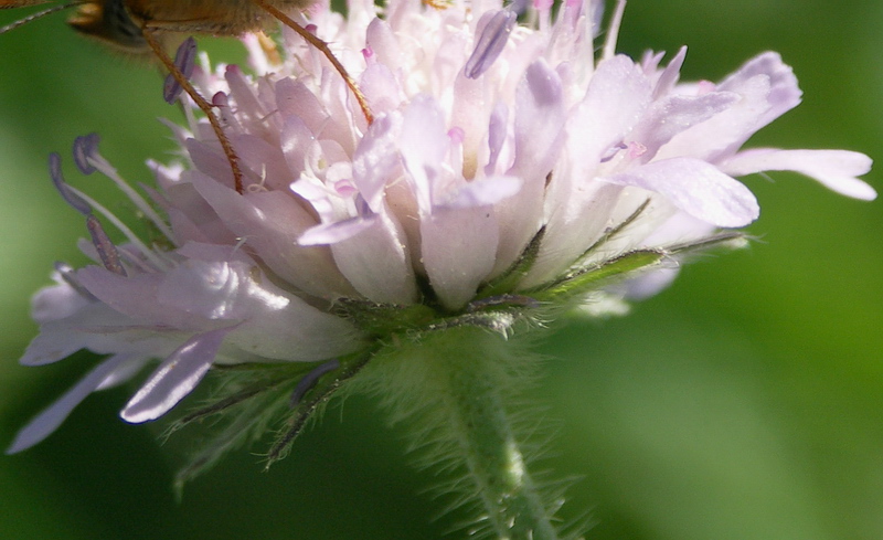 Image of Knautia arvensis specimen.