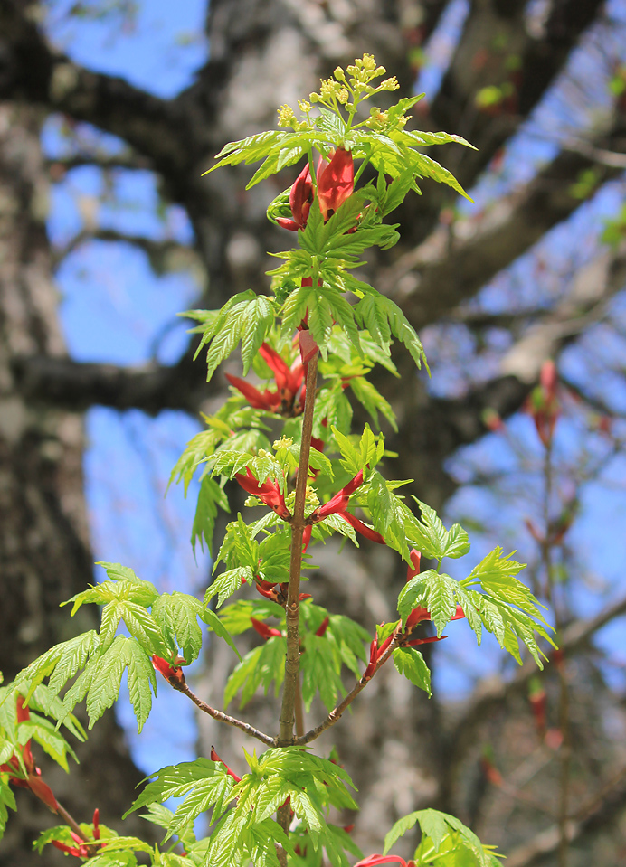 Image of Acer trautvetteri specimen.