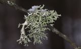 genus Evernia. Слоевище на веточке Alnus incana. Московская обл., Одинцовский р-н, Звенигородская биостанция МГУ, долина р. Москва. 13.12.2015.