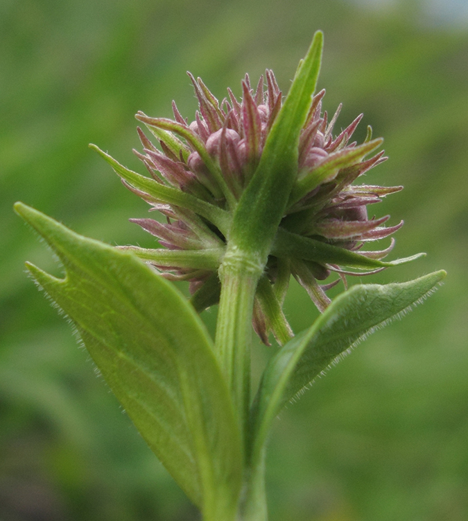 Image of Valeriana alpestris specimen.