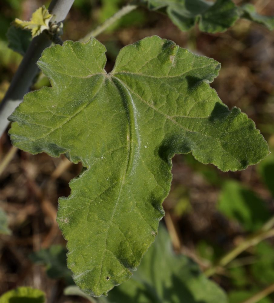 Image of Alcea pallida specimen.