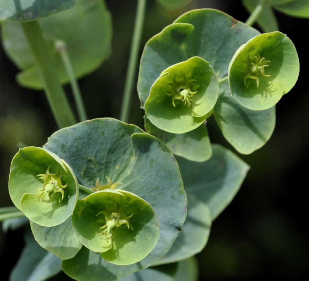 Изображение особи Euphorbia heldreichii.