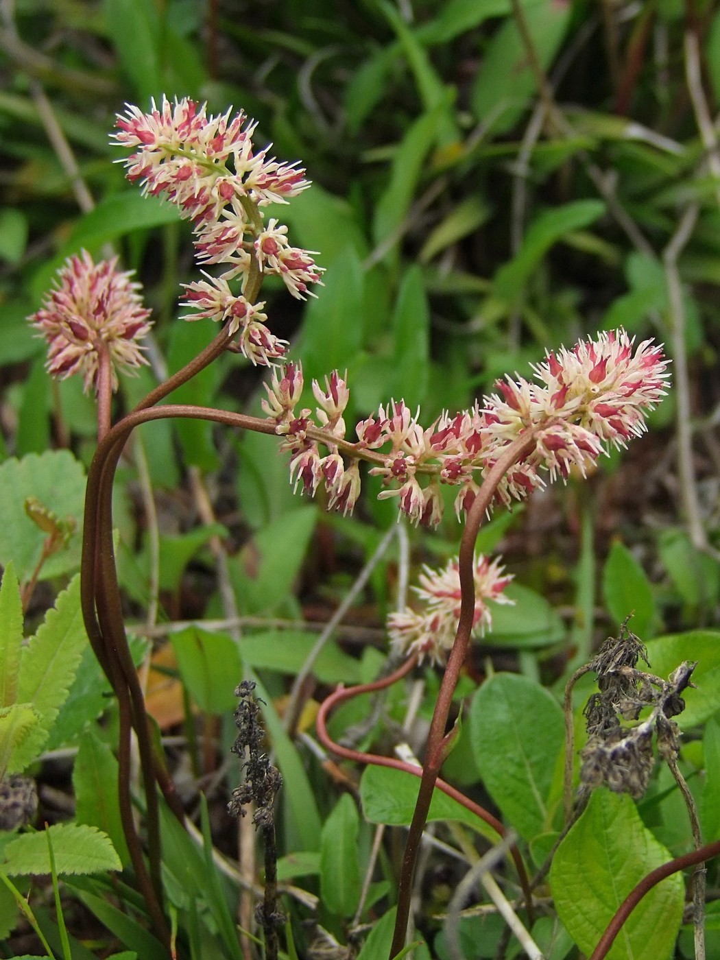 Изображение особи Tofieldia coccinea.