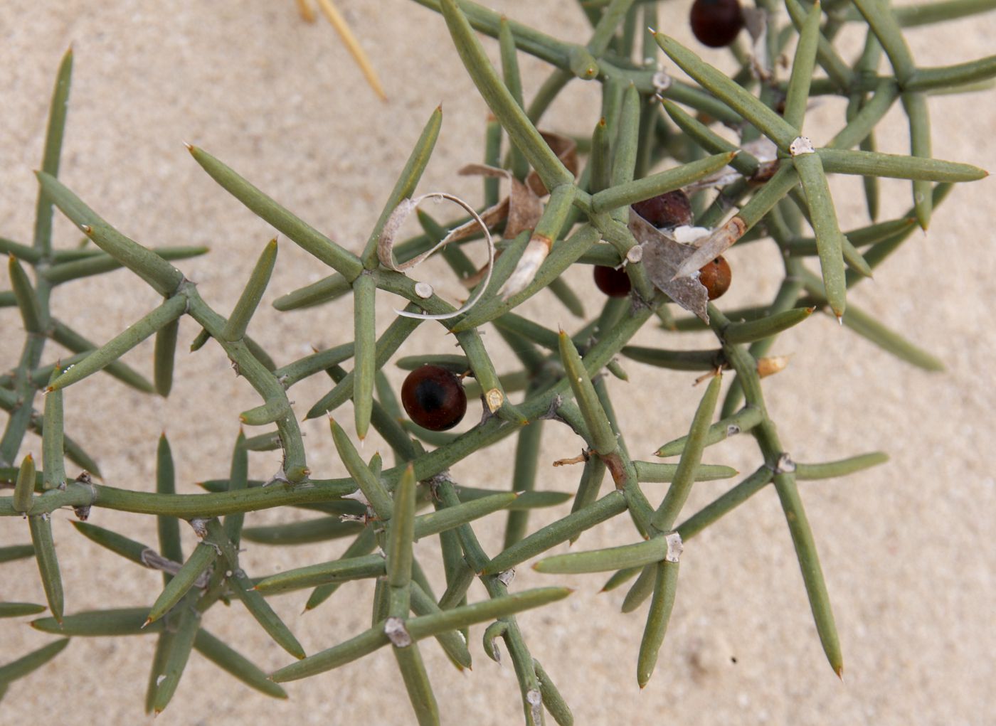 Изображение особи Asparagus horridus.