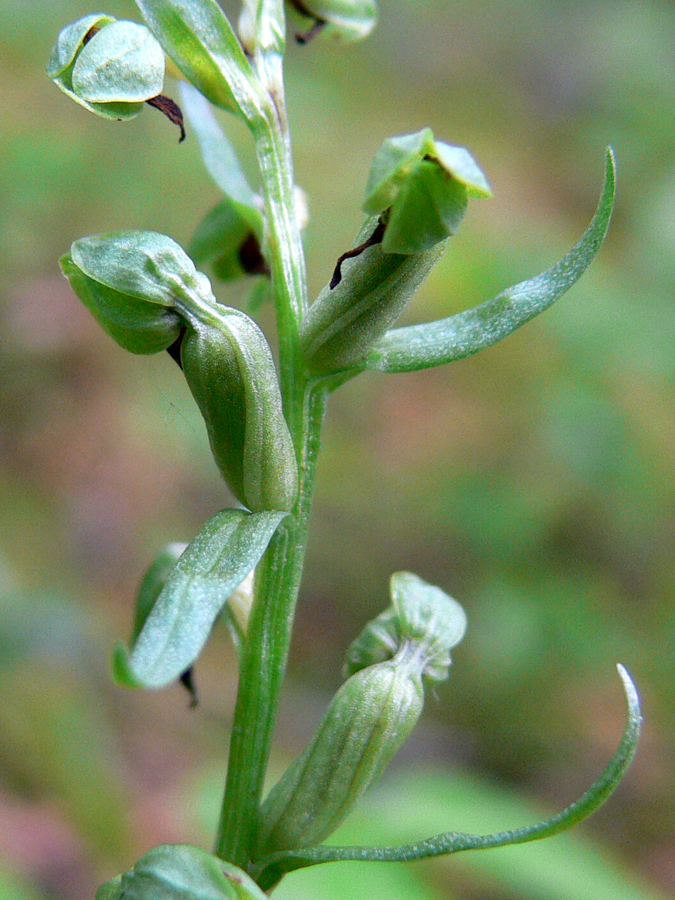 Image of Dactylorhiza viridis specimen.