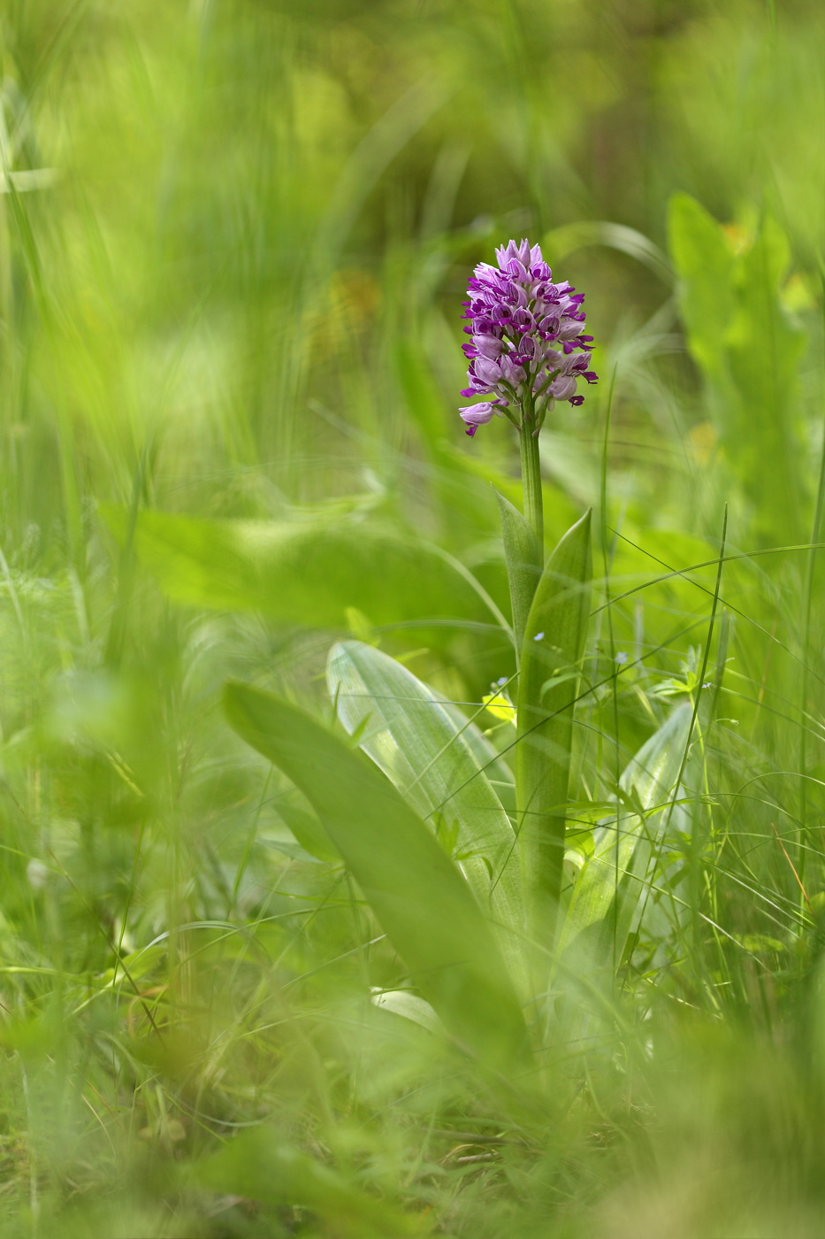 Image of Orchis militaris specimen.