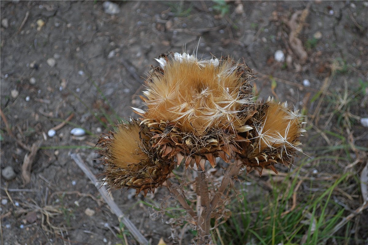 Image of Cynara scolymus specimen.