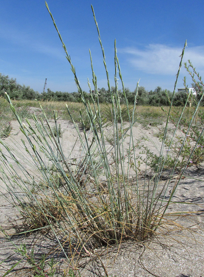 Image of Elytrigia bessarabica specimen.