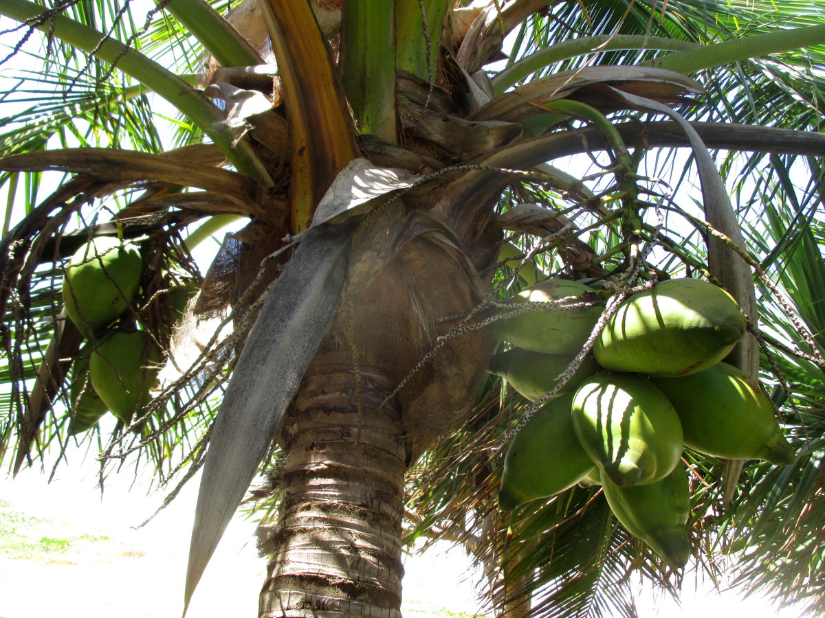 Image of Cocos nucifera specimen.