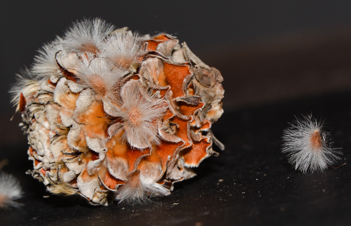 Image of Leucadendron galpinii specimen.