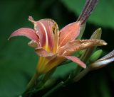 Hemerocallis × hybrida