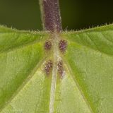 genus Catalpa