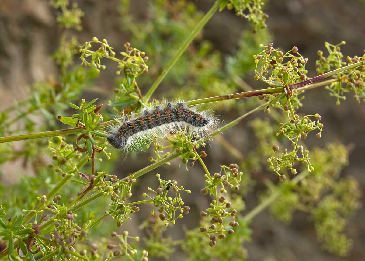 Изображение особи Galium mollugo.