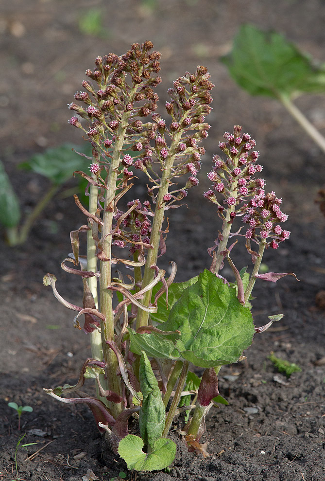 Изображение особи Petasites hybridus.