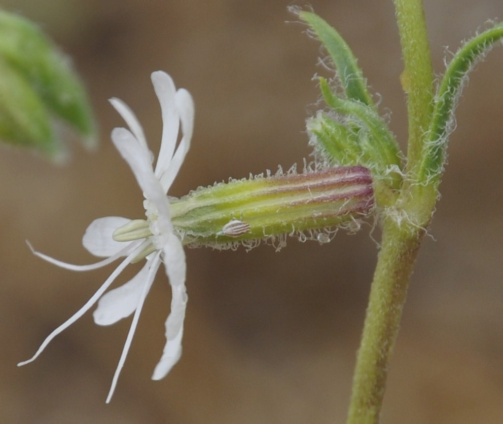 Изображение особи Silene dichotoma.