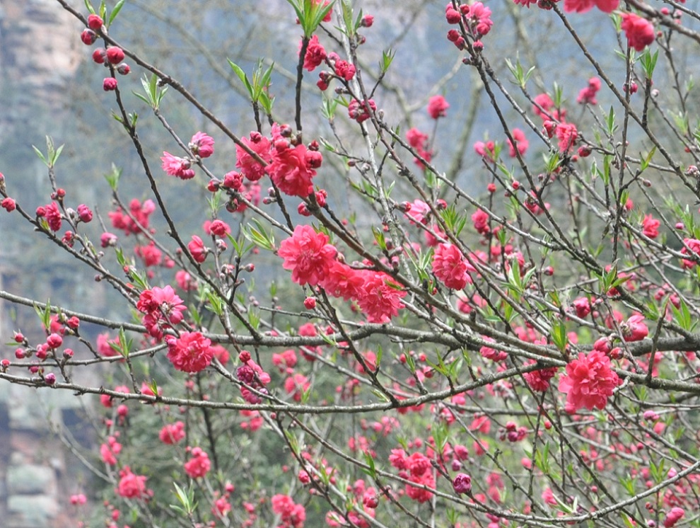 Image of genus Persica specimen.